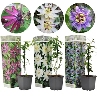 Plant in a Box - Passionsblume - 3 Stk - Passiflora hybridum - Höhe 25-40cm - Topf 9cm