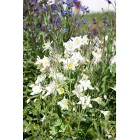 Pflanzen Für Dich Aquilegia vulgaris 'Winky Weiß-Weiß' Akelei, ca.