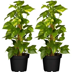 Goldene Efeutute - Epipremnum aureum am Moosstab, Höhe 50-60 cm, Ø15 cm Topf, 2 Stück