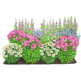 Stauden-Set Landhausgarten, 12-teilig, Rosa, Blau, Weiß