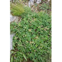 Pflanzen Für Dich Alchemilla faeroensis var.pumila, ca. 9x9 cm