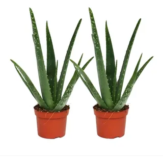 EXOTENHERZ 2er Set Aloe vera ca. 2 Jahre alt 10,5cm Topf
