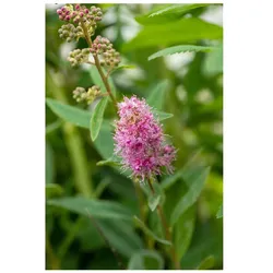 Spiraea billardii 'Triumphans', Prachtspiere, rosa Blüten, 60–100 cm