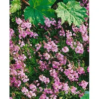 Pflanzen Für Dich Veronica prostrata 'Rosea', Ehrenpreis, rosa Blüten,