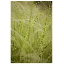 Carex brunnea 'Variegata', Ziergras, grün-weiß, 2 Liter Container