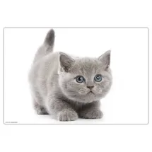 cover-your-desk.de Schreibtischunterlage Süße graue Katze, in Grau (L)60 x (B)40 | Gr.: onesize