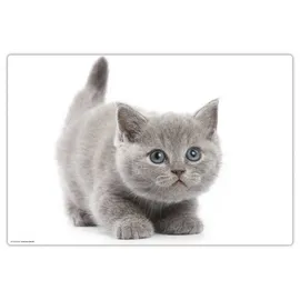 cover-your-desk.de Schreibtischunterlage Süße graue Katze, in Grau (L)60 x (B)40 | Gr.: onesize