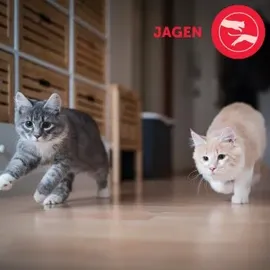 Ceva Feliway Friends Start-Set