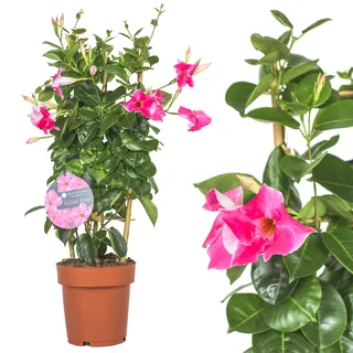 Dipladenia Mandevilla Rosa Echte Pflanze - Chilenischer Jasmin - Dipladenia pflanze in tollen unterschiedlichen bunten Farben - circa 50 bis 60cm bunt blühende Kletterpflanze , immergrün Pflegeleichte dipladenia pflanze Mandevilla pflanze