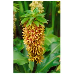 Eucomis bicolor, Ananasblume, zweifarbig, ca. 9x9 cm Topf