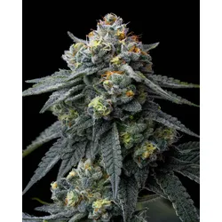 Barneys Farm Jealousy Fem 3St.