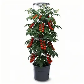 Prosperplast Tomatenpflanztopf Ø 29,5 x 24,4 cm Schwarz