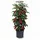 Prosperplast Tomatenpflanztopf Ø 29,5 x 24,4 cm Schwarz