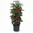 Prosperplast Tomatenpflanztopf Ø 29,5 x 24,4 cm Schwarz