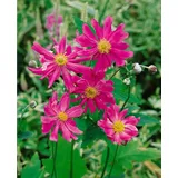 pflanzen-für-dich.de Pflanzen für Dich Staude Anemone jap. Prinz Heinrich, 1 St., Herbst-Anemone, Japanische Anemone rosa