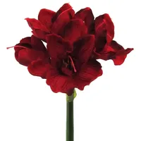 HEG Handelsgeschaft mbH Amaryllis dunkelrot 66cm