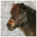 STAR Lederhalfter Diamond (VB) - Braun-Gold - VB