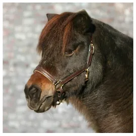 STAR Lederhalfter Diamond (VB) - Braun-Gold - VB