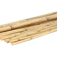 1 Stück Tonkin Bambusrohr 100cm naturbelassen, Durchmesser 2,0 bis 2,4cm - 1m Bambusstab dünn unbehandelt