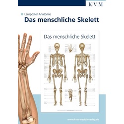 Lernposter Anatomie