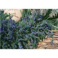Pflanzen Für Dich Rosmarinus officinalis 'Corsican Blue', Rosmarin, blau,