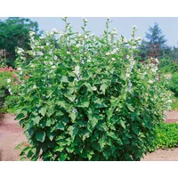 PlantaPro Althaea officinalis 9x9 cm Topf – Winterhart, Mehrjährig, Pflegeleicht – Echter Eibisch – Heilpflanze für Kräutergarten & Beet