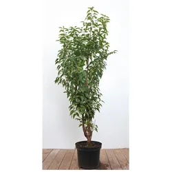 Prunus lusitanica, Portugiesischer Lorbeer, immergrün, 80–100 cm
