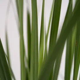 Plant in a Box - Panicum virgatum 'Northwind' Höhe 40-60cm