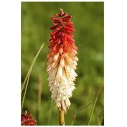 Kniphofia uvaria 'Flamenco', Fackellilie, orange-rot, ca. 9x9 cm Topf