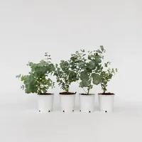 Plant in a Box - 6 Stk - Eucalyptus