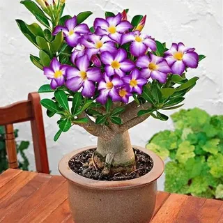 Die Wüstenrosen - (Adenium) Winterharte mehrjährige,Seltene Rosen,Einfach zu Pflegen,Schnelles Wachstum-mit Auffälligen Blüten (D, 1 Knolle)