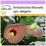 Saflax - Gespensterpflanze - 80 Samen - Aristolochia littoralis