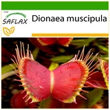 Saflax - Venus - Fliegenfalle - Mit keimfreiem Anzuchtsubstrat - Dionaea muscipula