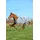 Bucas Smartex Turnout Extra Classic 300g 145 cm Grau
