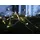 star trading deutschland gmbh LED-Lichterkette 16 m Transparent warmweiß