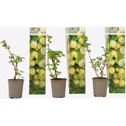 Plant in a Box - Stachelbeere - 3er-Set - Ribes uva- crispa - Höhe 25-40cm - Topf 9cm