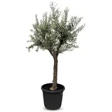 sunny-tree Verzweigter Olivenbaum Olive 30 Jahre' 190 cm, A+ Qualität, winterhart, Olea Lechin Winterhart -18