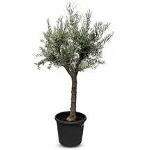 sunny-tree Verzweigter Olivenbaum Olive 30 Jahre' 190 cm, A+ Qualität, winterhart, Olea Lechin Winterhart -18