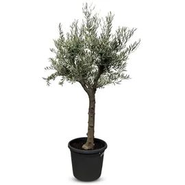 sunny-tree Verzweigter Olivenbaum Olive 30 Jahre' 190 cm, A+ Qualität, winterhart, Olea Lechin Winterhart -18