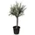 sunny-tree Verzweigter Olivenbaum Olive 30 Jahre' 190 cm, A+ Qualität, winterhart, Olea Lechin Winterhart -18
