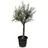 sunny-tree Verzweigter Olivenbaum Olive 30 Jahre' 190 cm, A+ Qualität, winterhart, Olea Lechin Winterhart -18