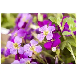 Aubrieta x cultorum 'Kitte', Blaukissen, violett, ca. 9x9 cm Topf