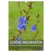 Calvendo Schöne Wegwarten. Heimische Heilpflanzen am Wegesrand (Wandkalender 2026