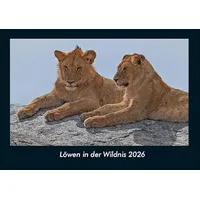 Vero Kalender Löwen in der Wildnis 2026 Fotokalender DIN