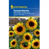 Kiepenkerl Sonnenblume Hohe Riesen Helianthus annuus