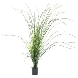Europalms Schilfgras, 145cm