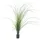 Europalms Schilfgras, 145cm