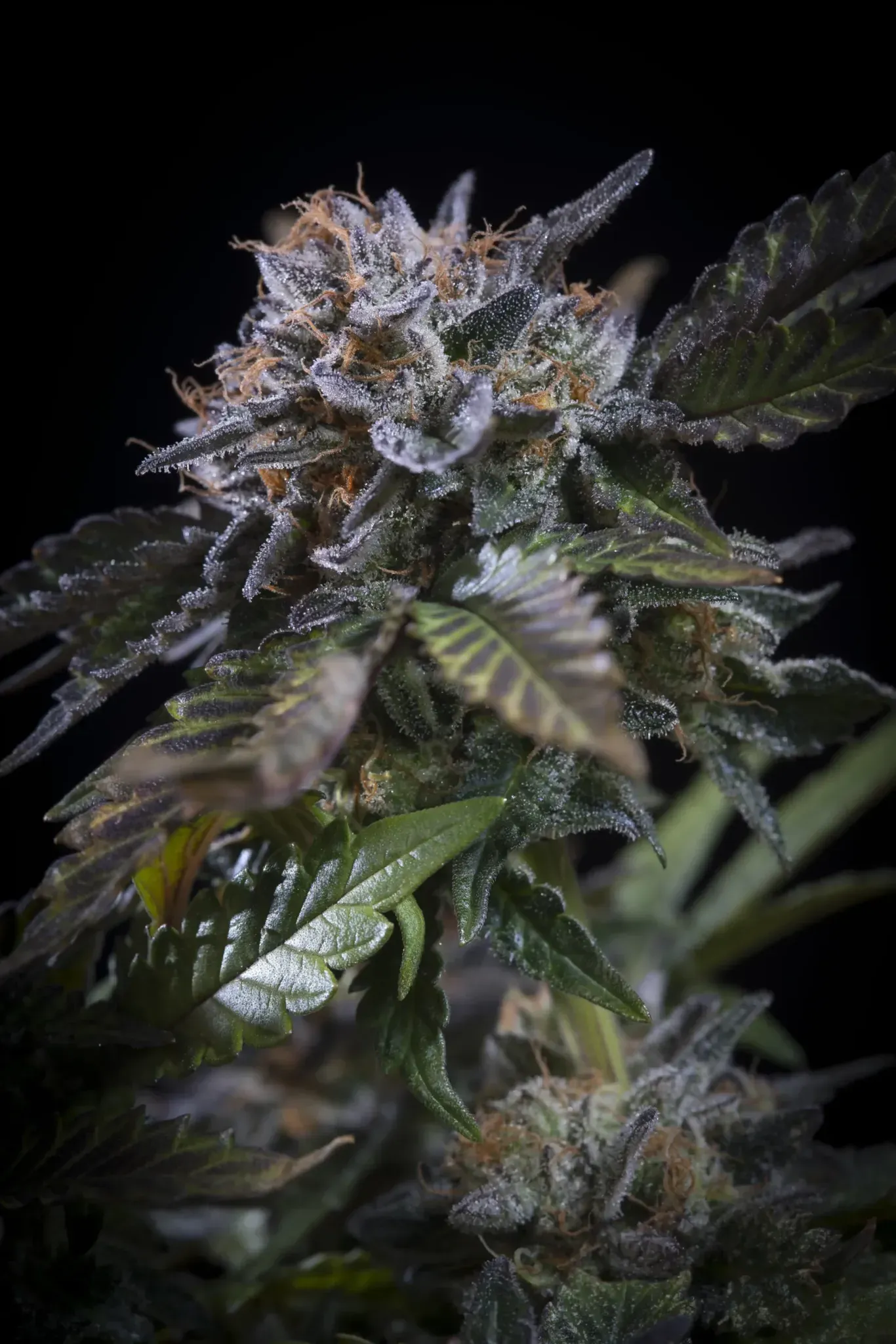 Paradise Seeds White Noise 3 Samen