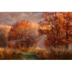 Fototapete PAPERMOON "HERBST-WALD-ROTE EICHEN BAUM NATUR PFLANZE SONNE NEBEL", bunt, B:2,50m L:1,86m, Vlies, Tapeten