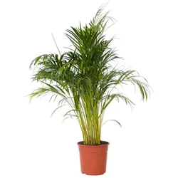 Plant in a Box Dypsis Lutescens - Areca palme - Goldfruchtpalme Höhe 140-150cm